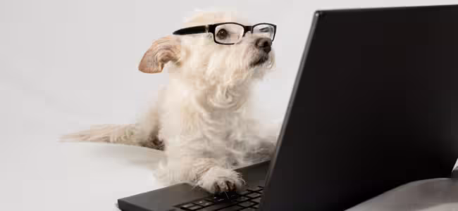 Onko lemmikkiala sijoittajan paras ystävä?